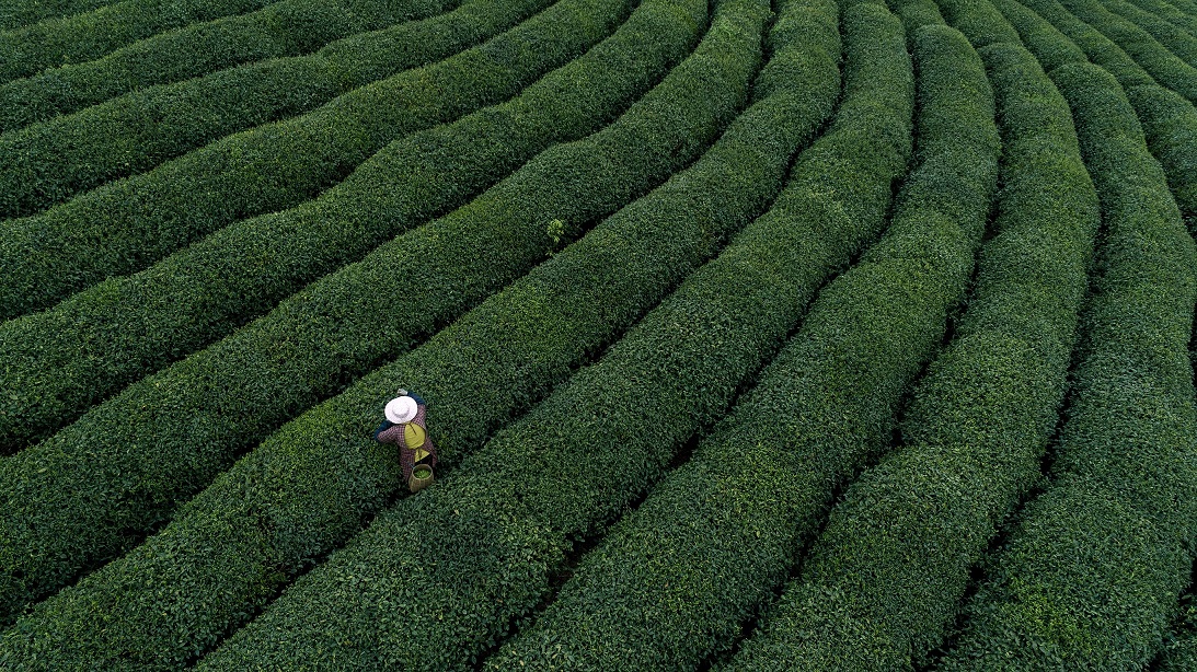 高山茶推薦，茶葉值得珍存、緩緩享用，陪伴一整年